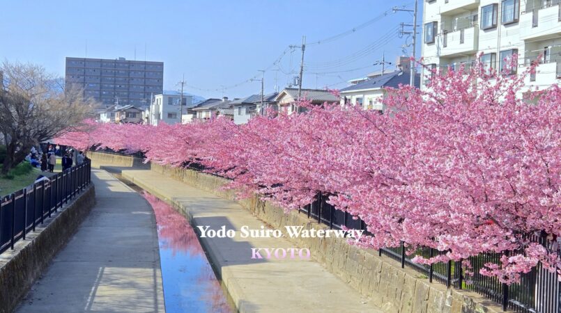 Kyoto: คาวาซุซากุระที่คลอง Yodo Suiro มาจากโอซาก้าสะดวก