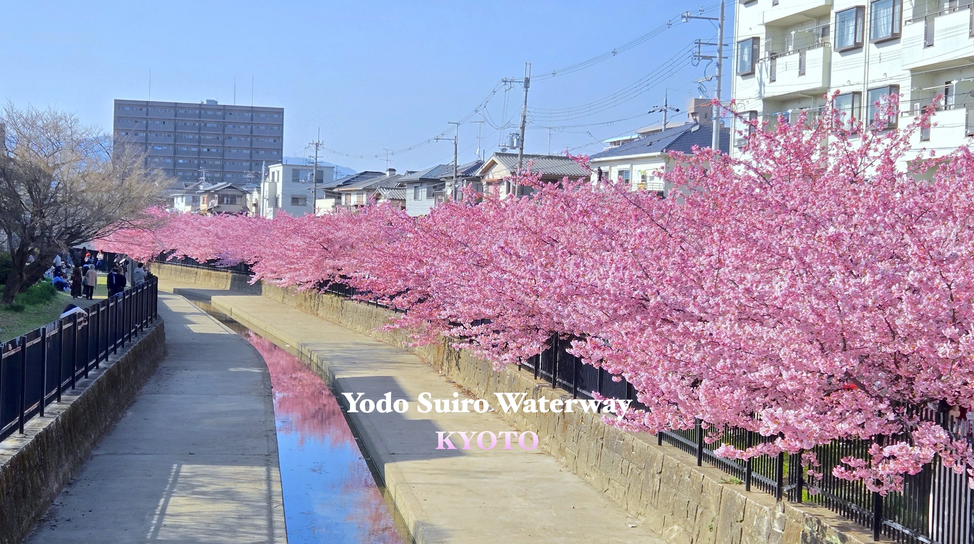 Kyoto: คาวาซุซากุระที่คลอง Yodo Suiro มาจากโอซาก้าสะดวก