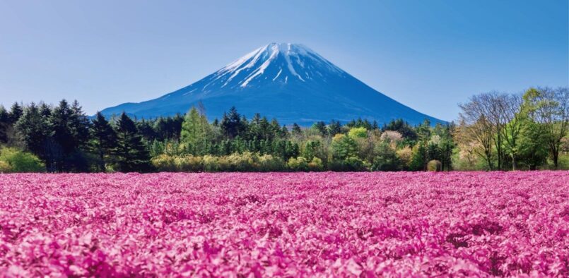 Fuji Shibazakura Festival เทศกาลชมพิงค์มอสพร้อมวิวฟูจิซังที่ Fuji Motosuko Resort
