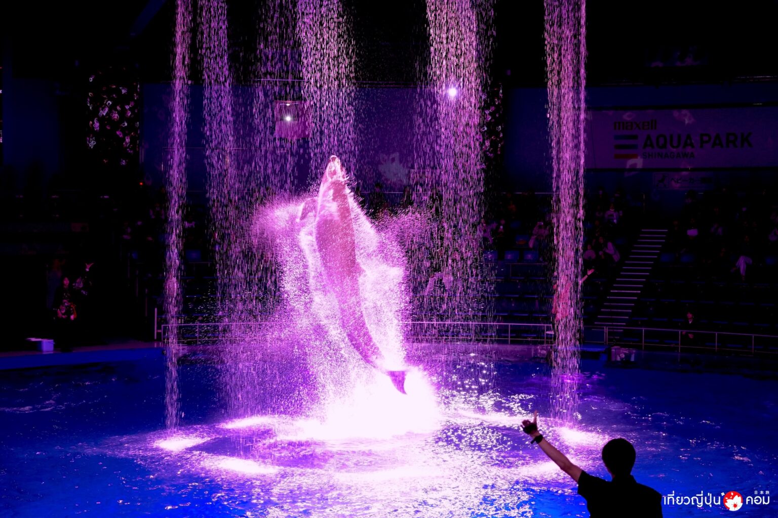 Tokyo: NAKED SAKURA AQUARIUM ที่ Maxell Aqua Park Shinagawa โตเกียว